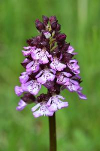 Orchis pourpre
