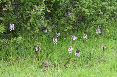 Orchis purpurea