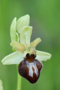 Ophrys araignée