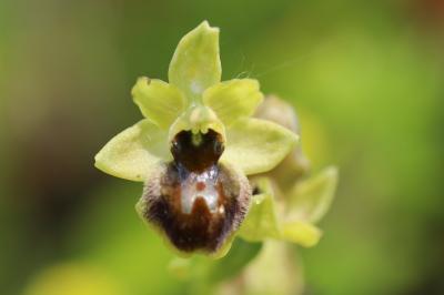 Ophrys aranifera