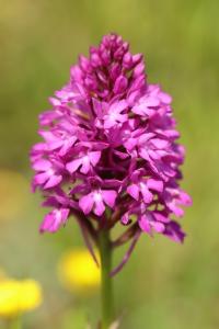 Orchis pyramidal