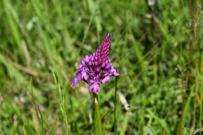 Orchis pyramidal