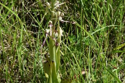 Orchis bouc
