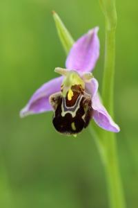 Ophrys abeille