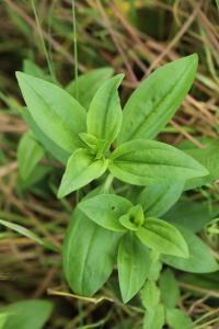 Saponaire officinale