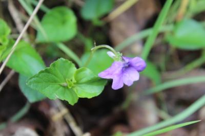 <i>Viola</i>