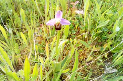 Ophrys abeille