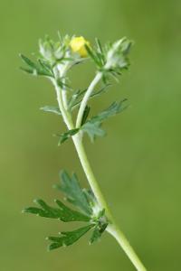 Potentille négligée