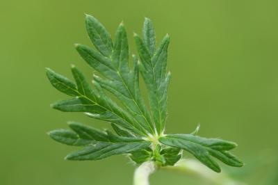 Potentille négligée
