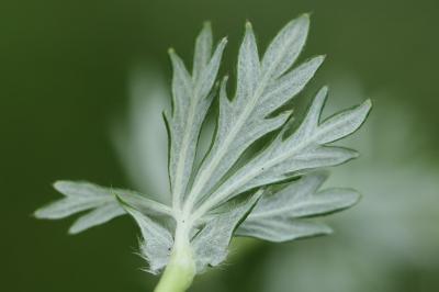 Potentille négligée