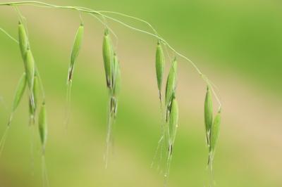 Avena fatua