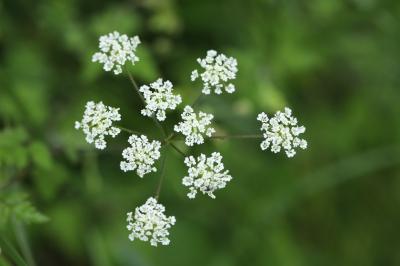 Chaerophyllum temulum