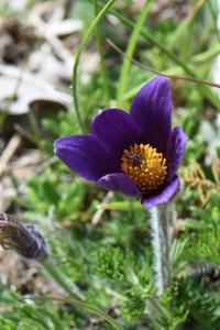Pulsatille vulgaire