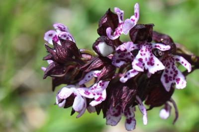Orchis pourpre