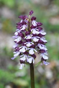 Orchis pourpre