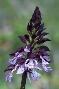 Orchis pourpre