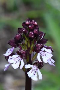Orchis pourpre