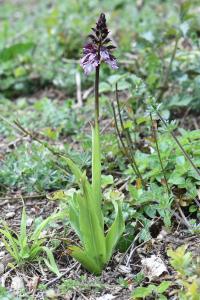 Orchis pourpre