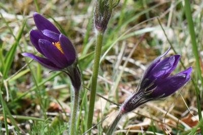 Pulsatilla vulgaris