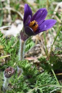 Pulsatille vulgaire