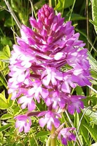 Orchis pyramidal