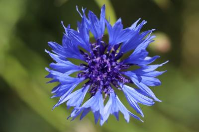 Bleuet