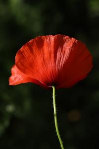 Coquelicot
