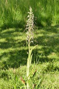 Orchis bouc