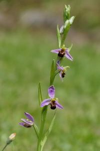 Ophrys abeille