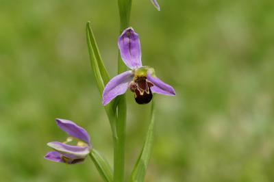 Ophrys abeille