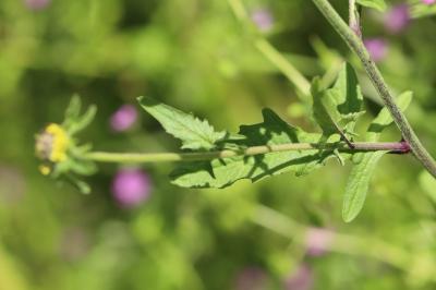 Herbe aux chantres