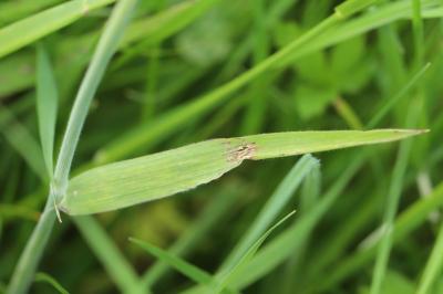 Holcus lanatus