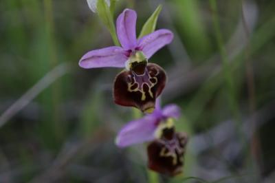 Ophrys bourdon