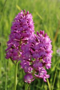 Orchis pyramidal