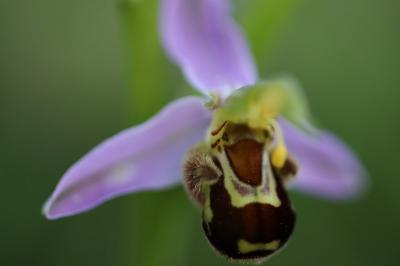 Ophrys abeille