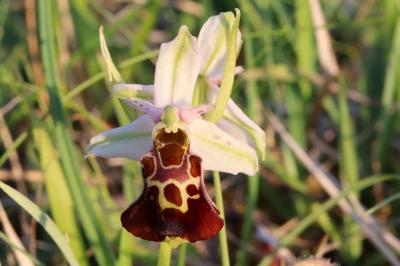 Ophrys bourdon