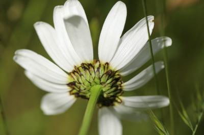 Marguerite commune