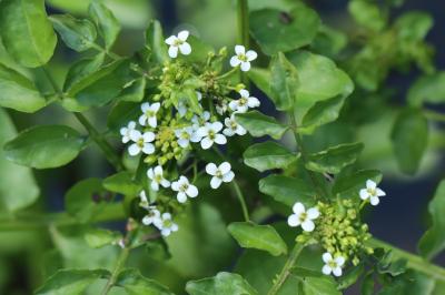 Nasturtium officinale