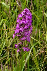 Orchis mâle