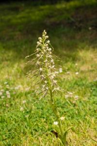 Orchis bouc
