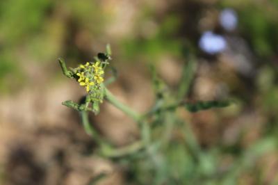 Herbe aux chantres