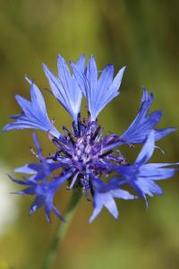 Bleuet