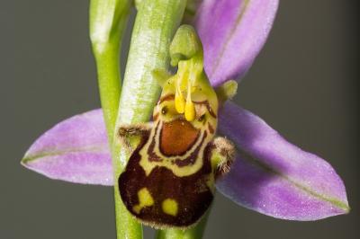 Ophrys abeille