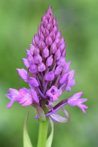 Orchis pyramidal
