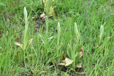 Orchis bouc