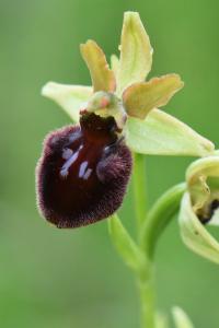 Ophrys araignée