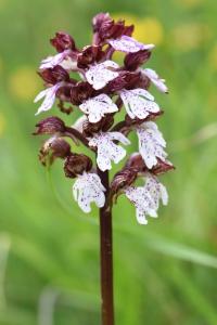 Orchis pourpre