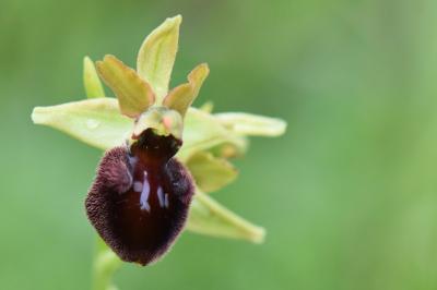Ophrys aranifera