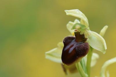 Ophrys araignée
