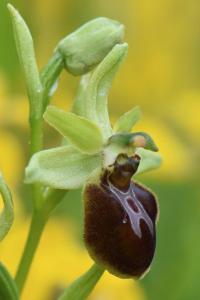 Ophrys araignée